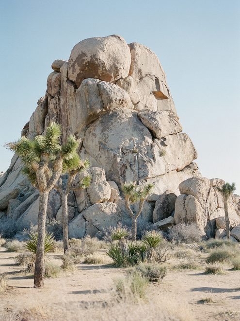 joshua tree engagement_0010